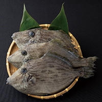 カワハギ